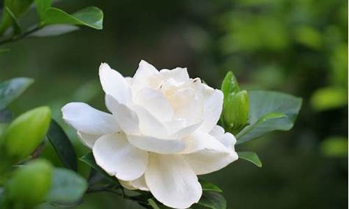 栀子花花期_栀子花花期是什么时候