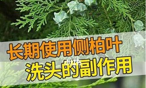 侧柏叶洗头的害处多_侧柏叶洗头的害处多 危害