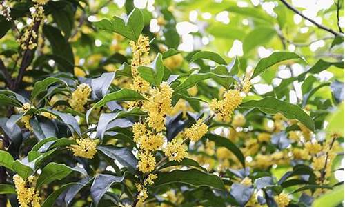 家里为什么不能种桂花树_家里为什么不能种桂花树呢