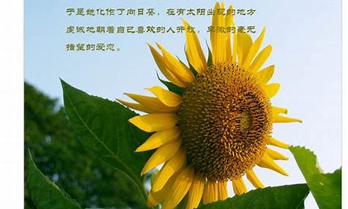 向日葵的花语文案_向日葵的花语文案100字