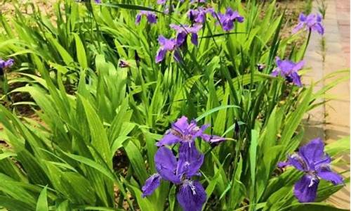 鸢尾花种植方法和时间_鸢尾花种植方法和时间视频