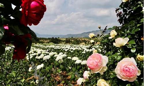 云南鲜花基地_云南鲜花基地在哪