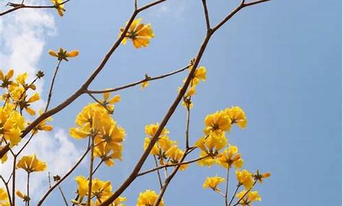 黄风铃花_黄风铃花图片