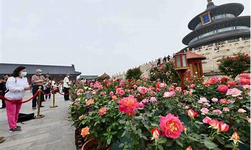 北京的市花是什么花啊_北京的市花是什么花啊图片