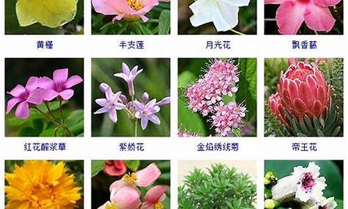 花卉名称大全500种图片_花卉名称大全500种图片欣赏