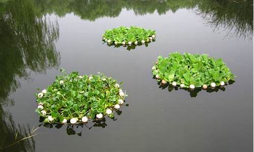 适合盆栽的水生植物_适合盆栽的水生植物有哪些